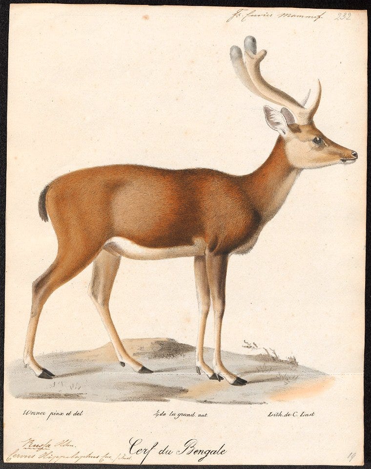 Cervus hippelaphus - 1818-1842 - Print - Iconographia Zoologica ...