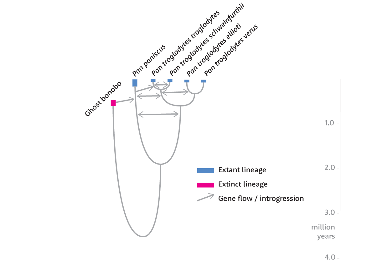 Phylogeny of chimpanzee subspecies and bonobos showing introgression from ghost lineage