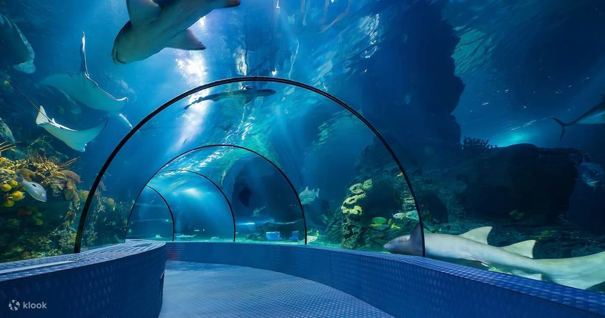 Changfeng Ocean World Admission Ticket in Shanghai - Klook Singapore