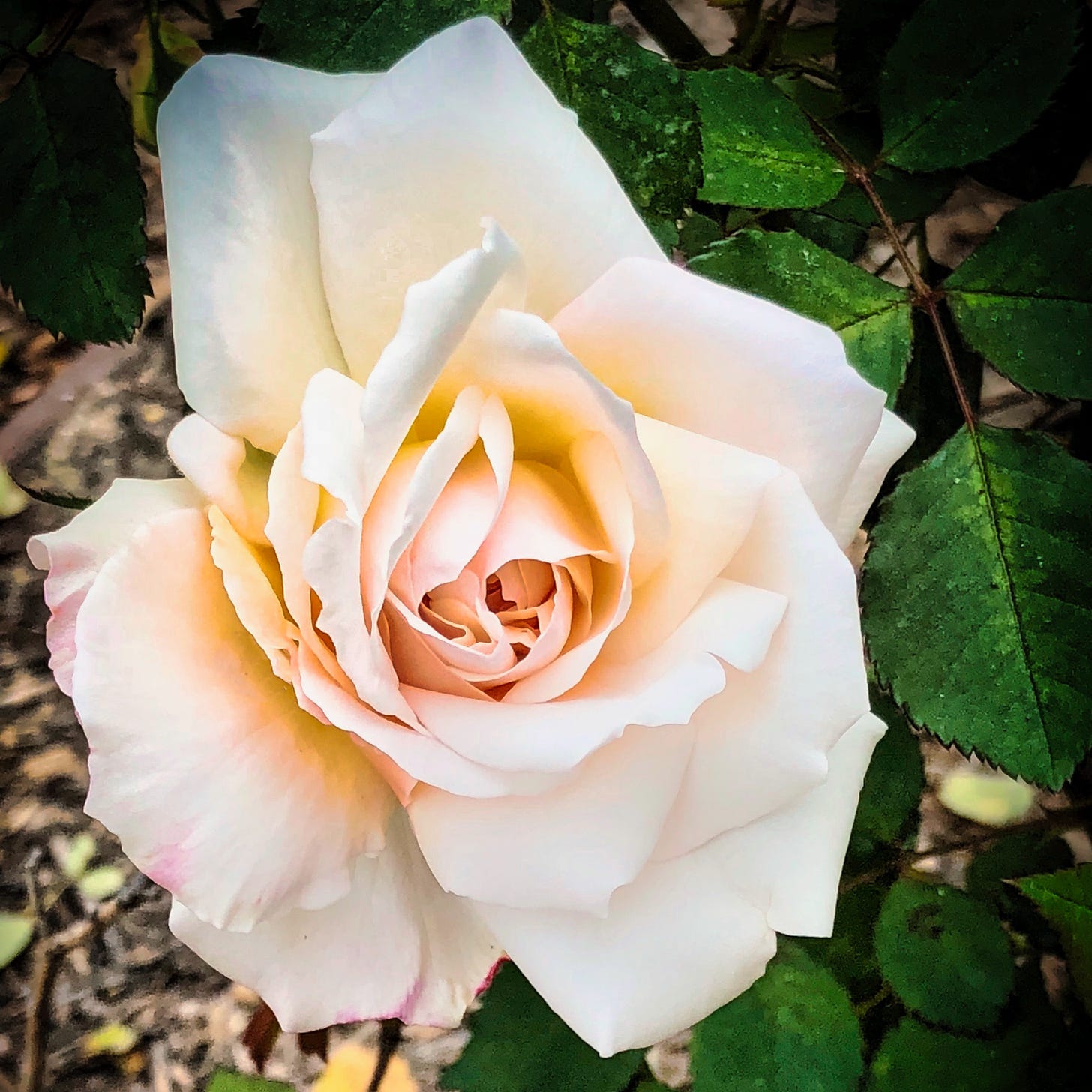 A single pale pink rose still on the bush. Petals unfolding with a darker pink trimming the edges nestled in dark green leaves on the right