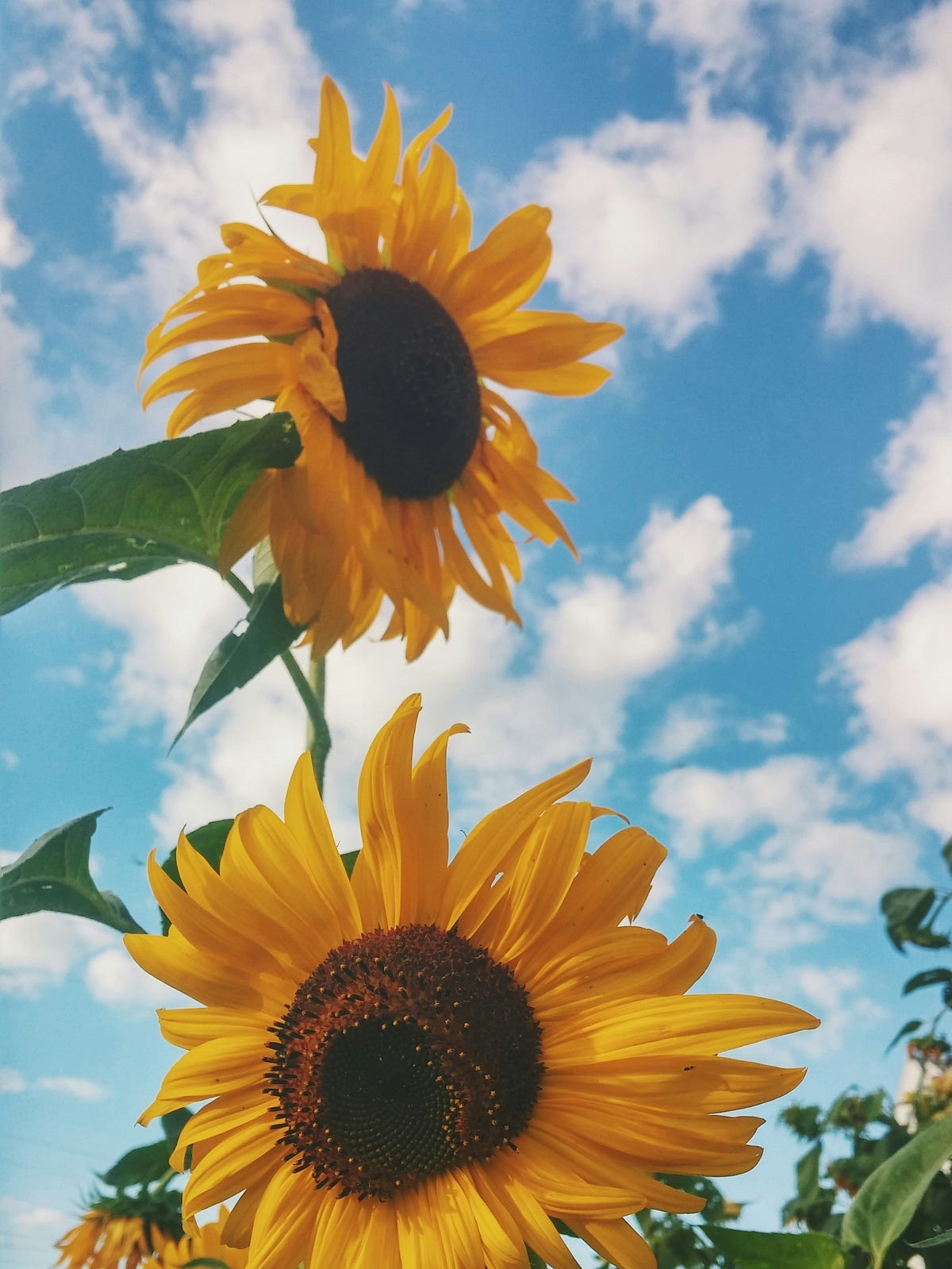 Sunflowers on a sunny day Sunflowers on a sunny day