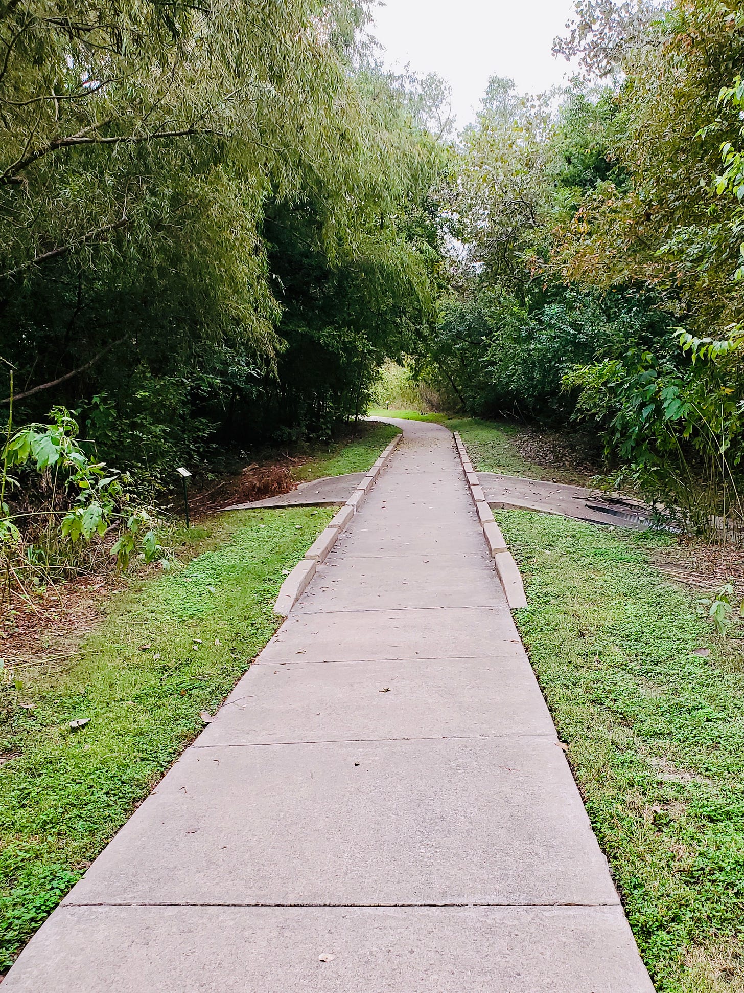 A wide paved trail arcs through lush green woods.
