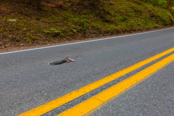Best Dead Squirrel Stock Photos, Pictures & Royalty-Free Images - iStock