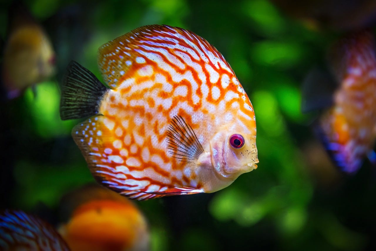 An orange and white angel fish