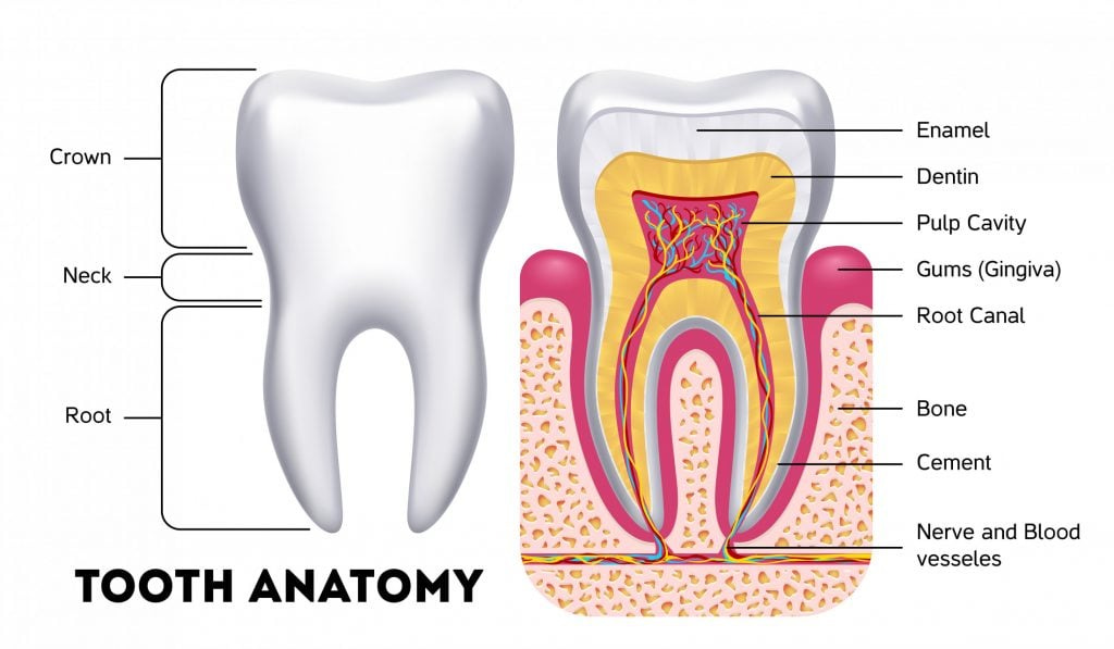 About Your Tooth | Tooth Structure | Tooth Anatomy