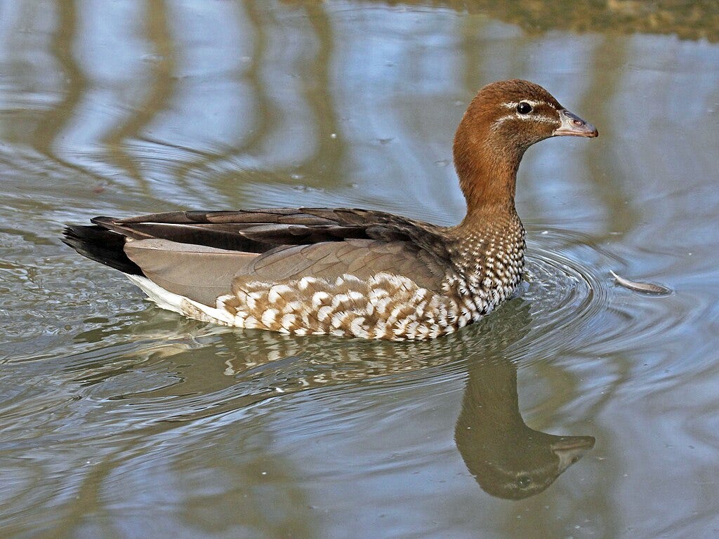 female australian wood duck swimming