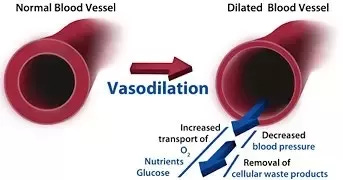 What is a difference between vasodilation and vasodilatation? - Quora