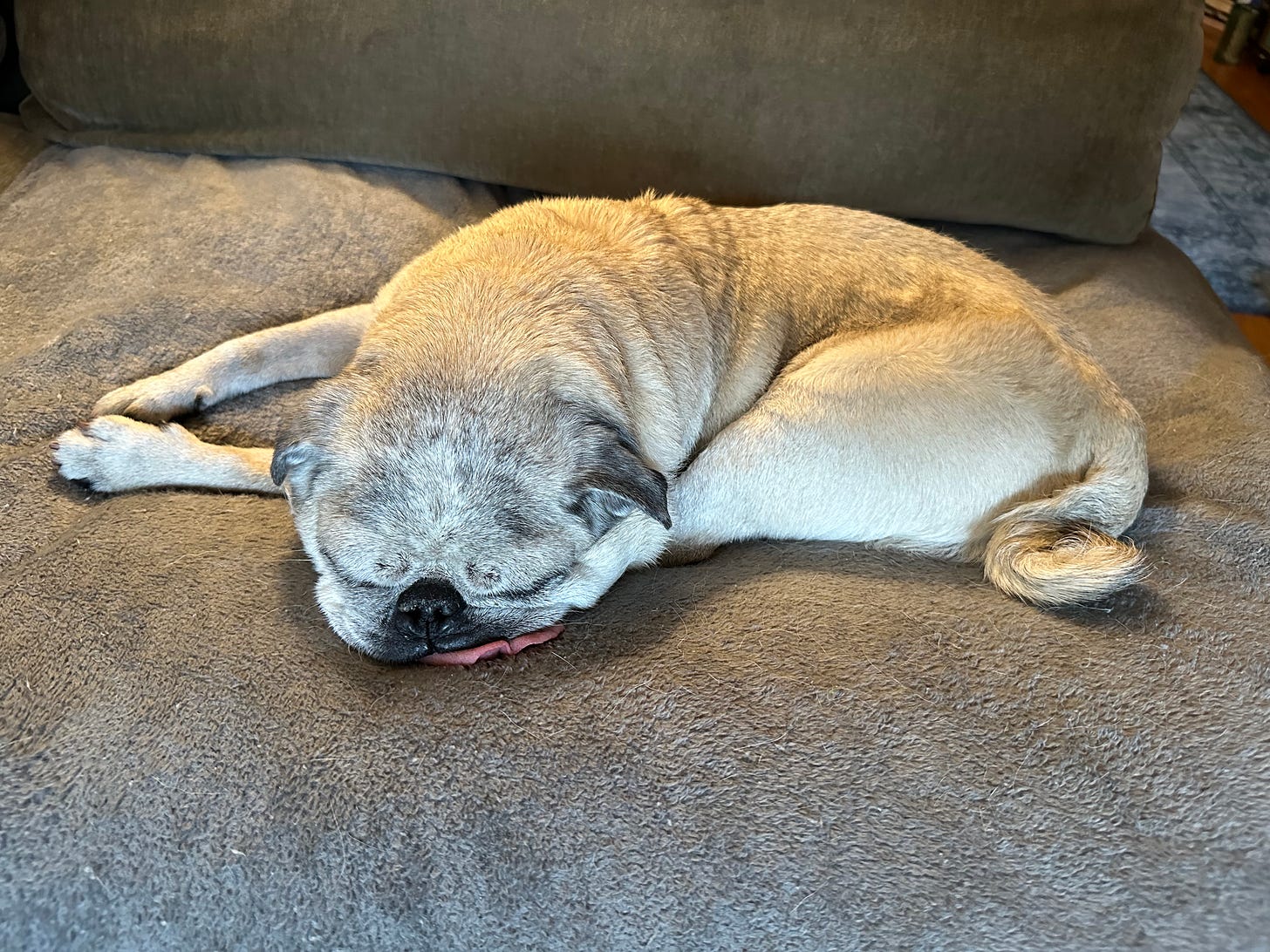 Bizzy, asleep on the couch.