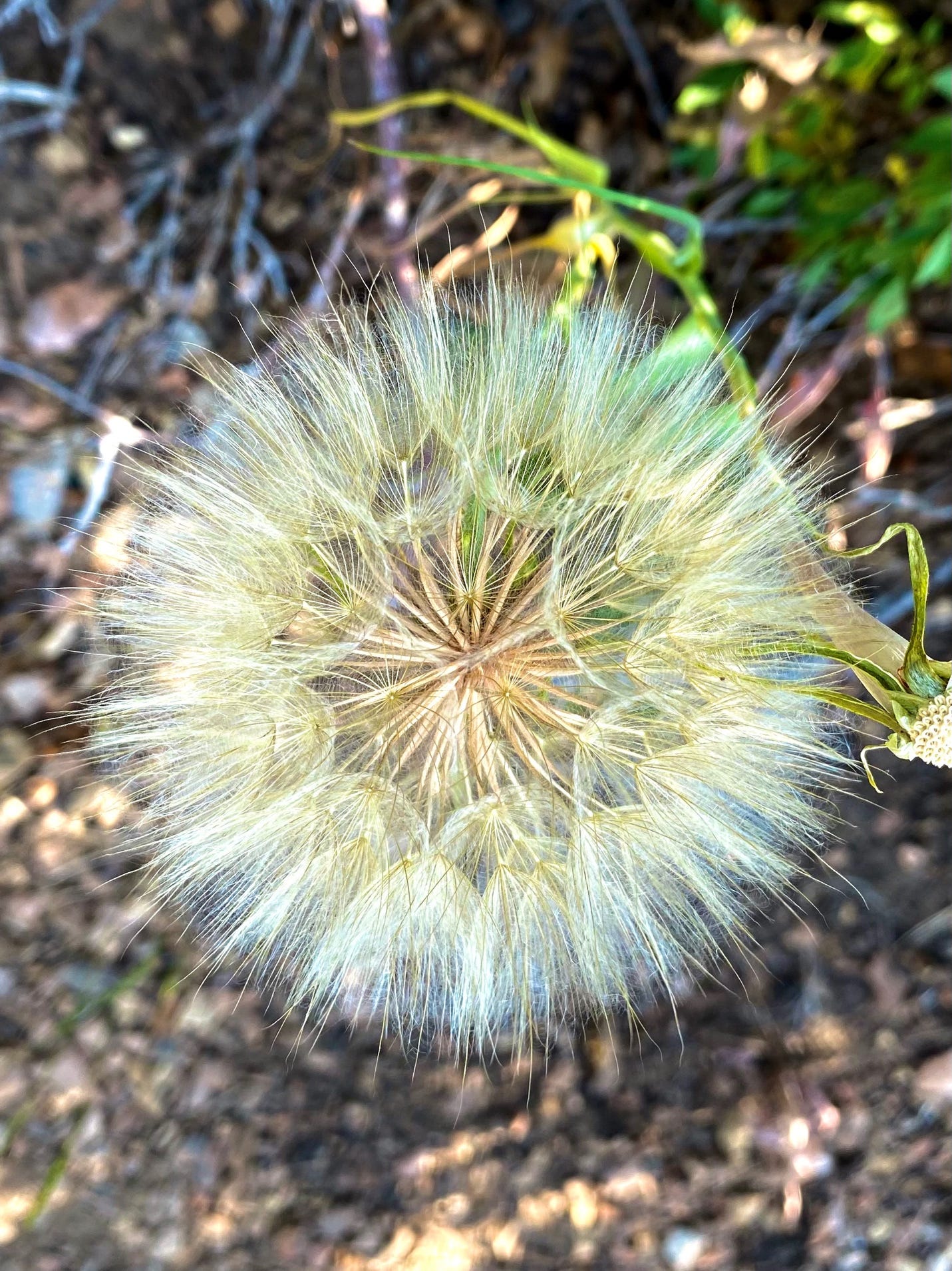 A close up of a dandelion

Description automatically generated