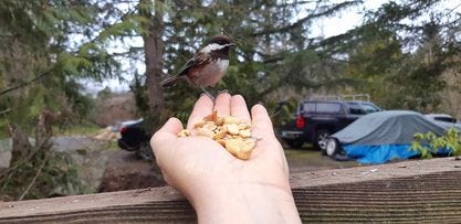 Chestnut backed chickadee sitting on fingertip of out stretched hand with peanuts cupped in the hand.