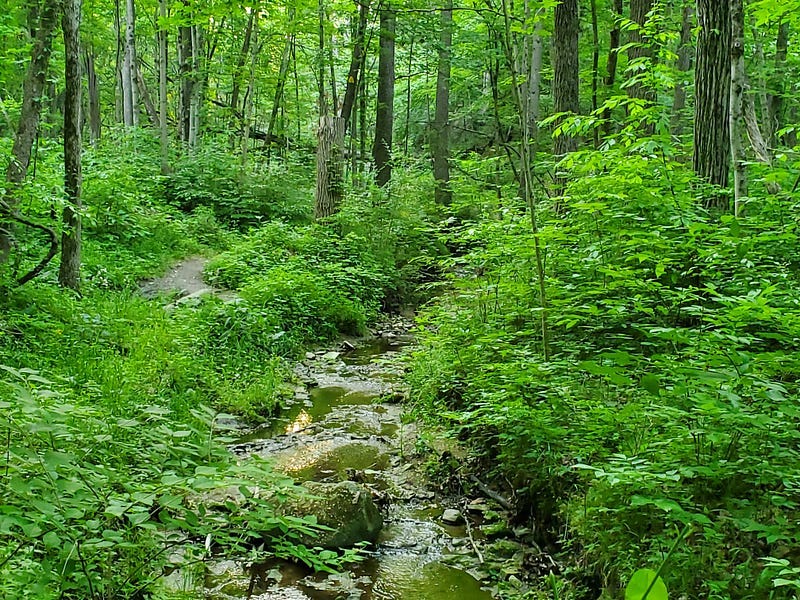Creek at Salamonie River State Park.