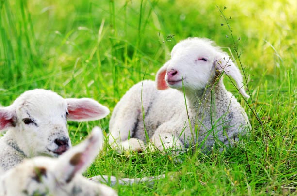 11,973 Happy Lamb Stock Photos, Pictures & Royalty-Free Images - iStock |  Happy sheep