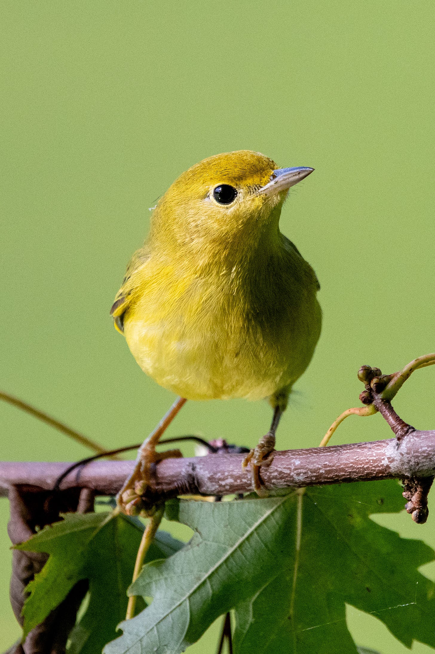 A close-up of a yellow warbler perched on a branch, eyeing the camera