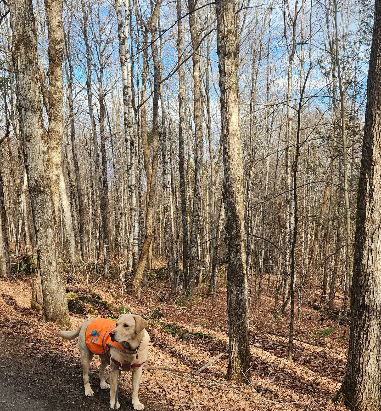 Yellow Lab in Vermont Stick Season woods