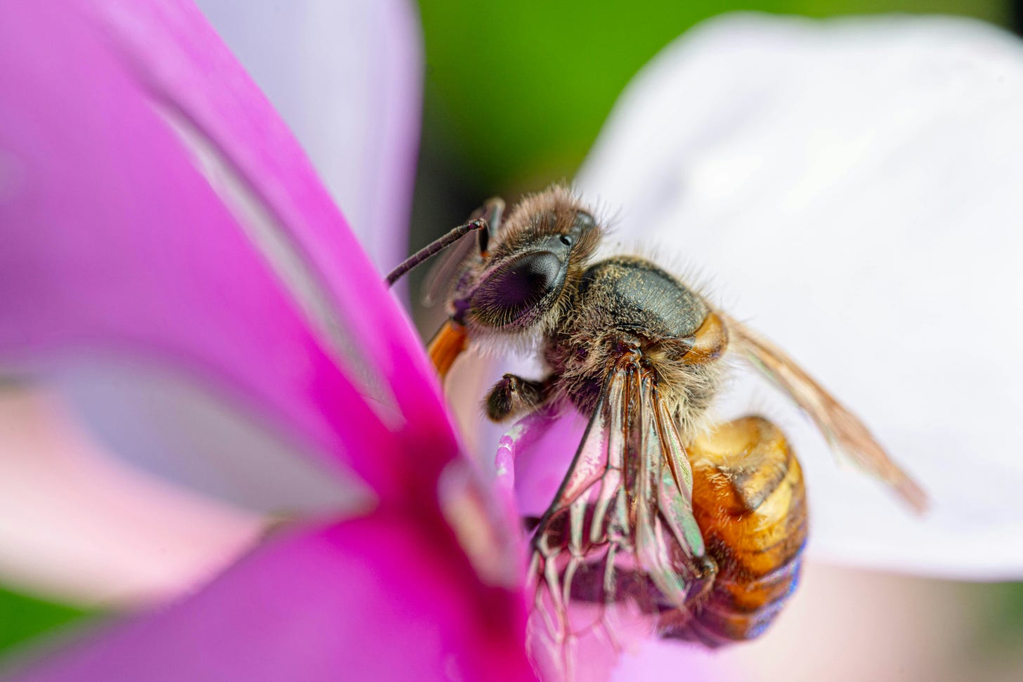 Closeup of bee at the center of a hot pink flower