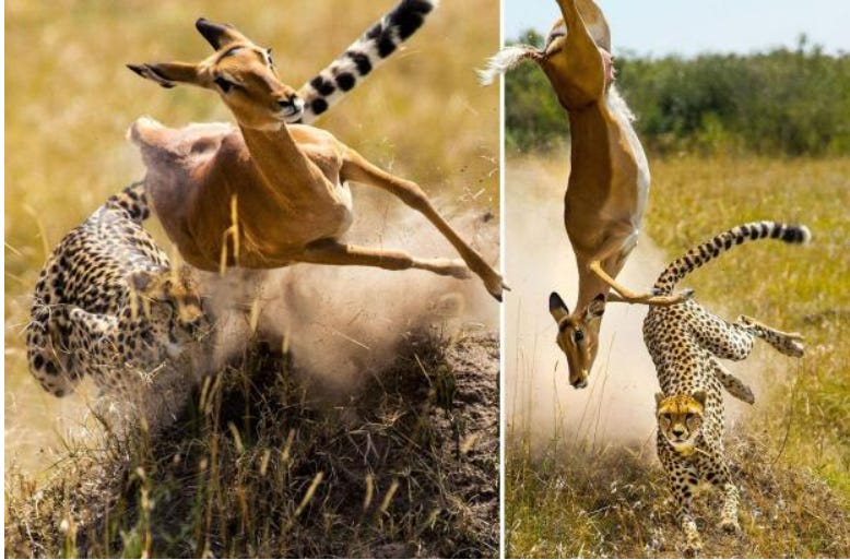 cheetah tripping gazelle, gazelle goes quietly