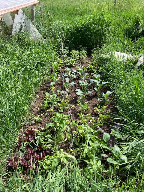A mixed planting of vegetables in a square foot pattern
