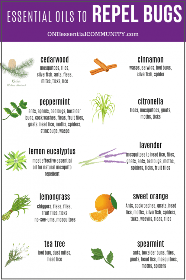 chart of essential oils to repel bugs and for which insects each essential oils works best {cedarwood, cinnamon, peppermint, citronella, lemon eucalyptus, lavender, lemongrass, sweet orange, tea tree, and spearmint)