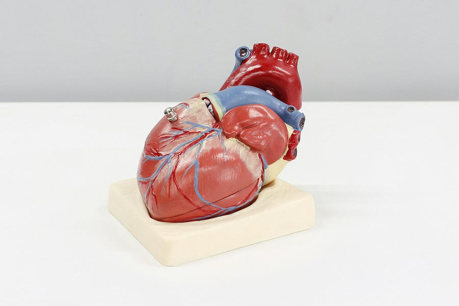 Model of a Heart Model of a Heart