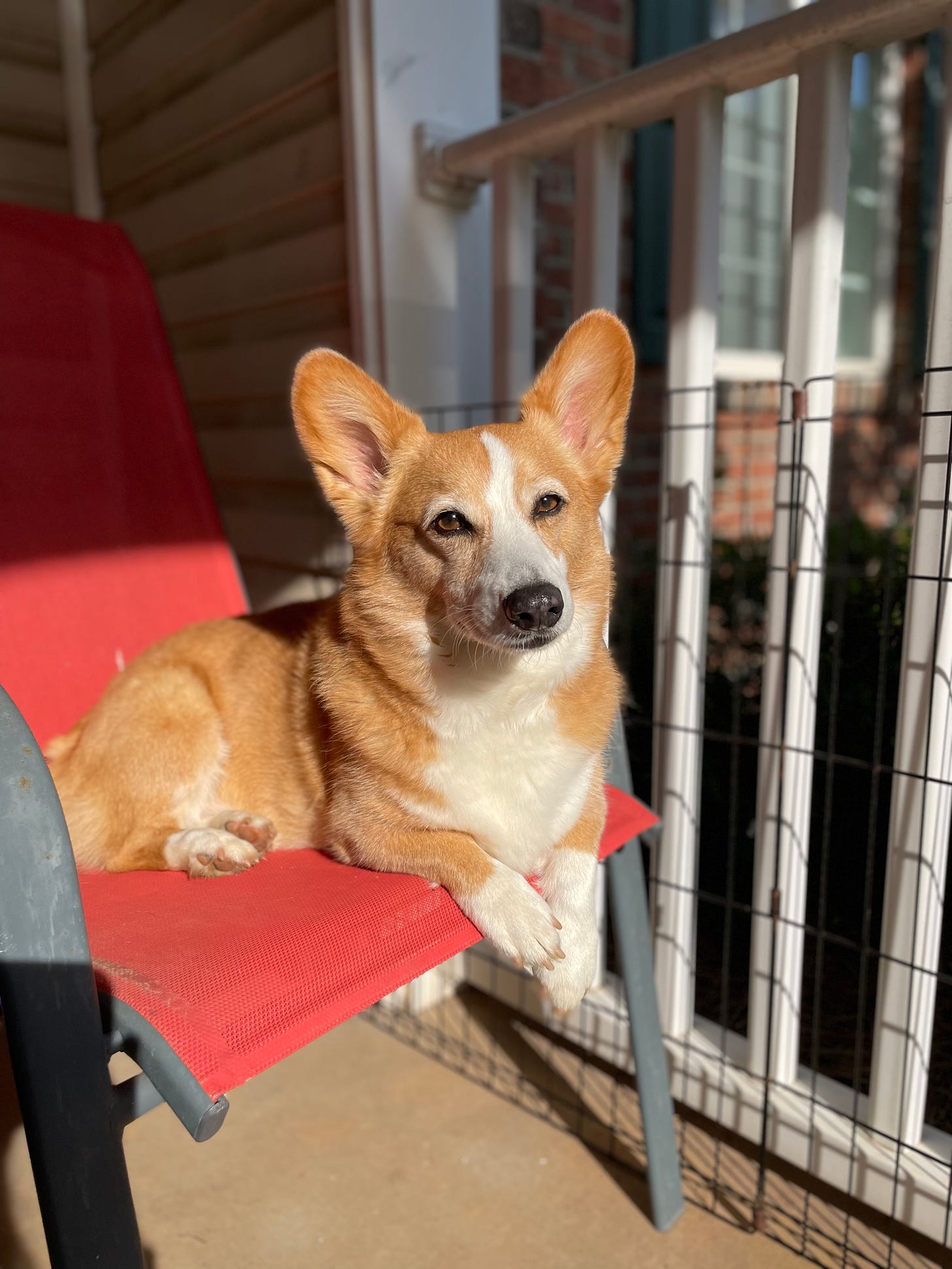 A photo of Dylan, a red and white Pembroke Welsh Corgi, sitting on the porch in the sun. He looks very regal in his favorite outdoor chair.