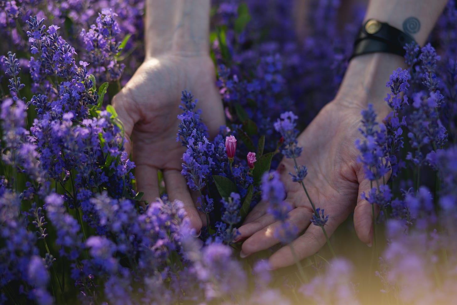 Person with hands in the middle of purple lavender flowers