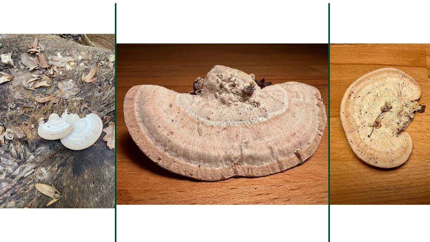 Artist’s Conk (Ganoderma applanatum)