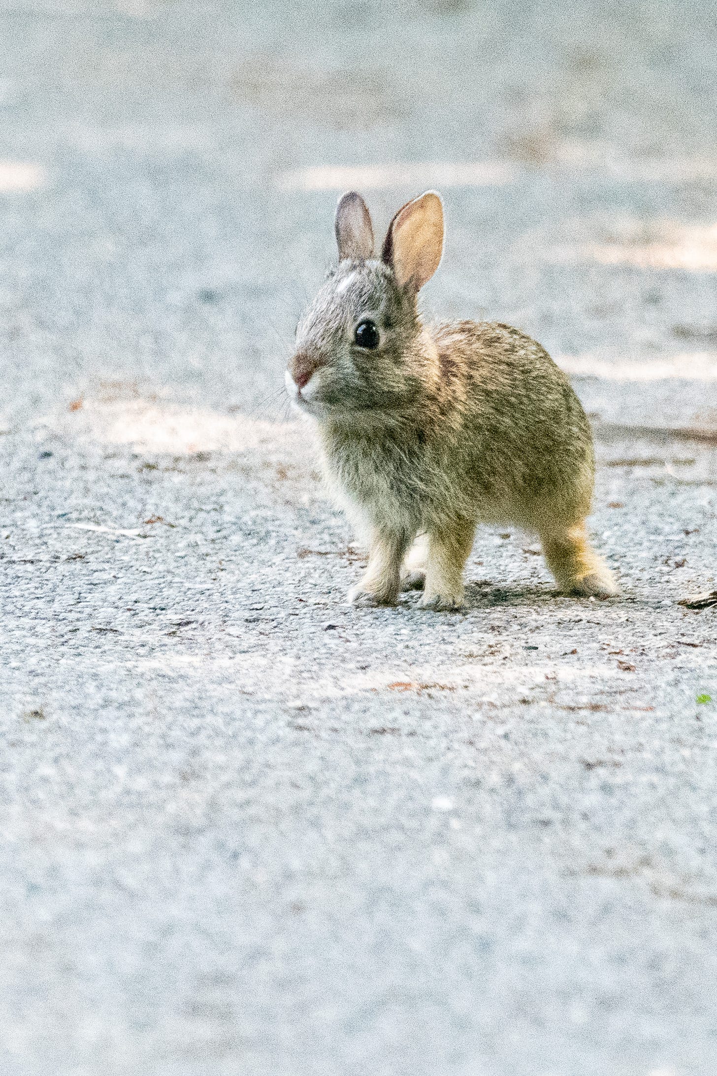 A baby rabbit, tiny ears raised, stands on a sidewalk, with an expression of impossible, internet-breaking cuteness