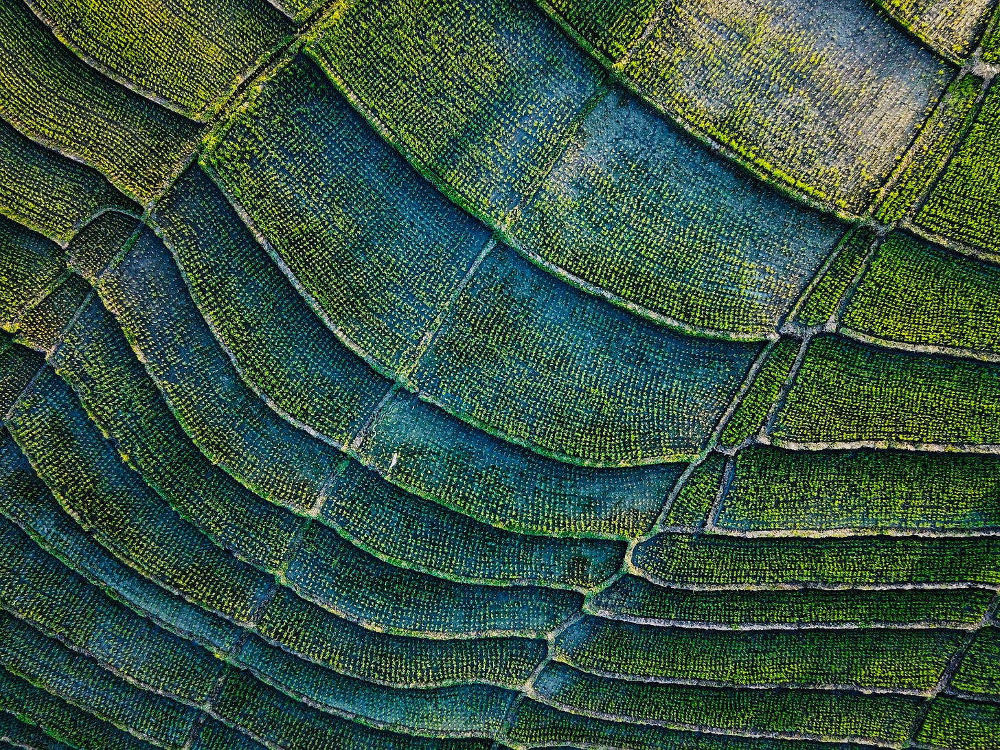 Aerial paddy field texture