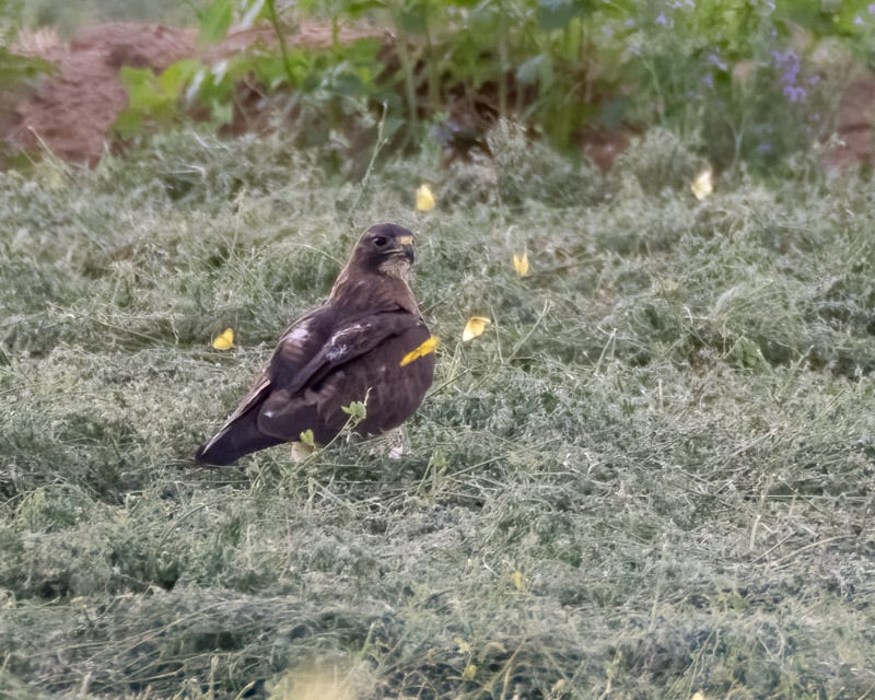 20240813-Marana-333-Edit.jpg