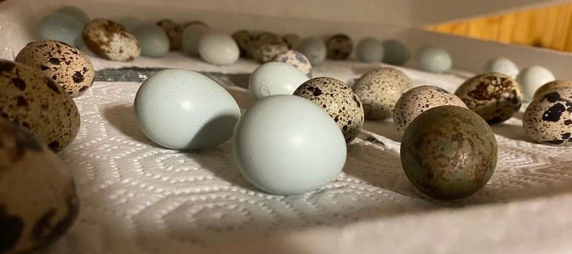 light blue and speckled quail eggs laying on paper towels inside a white incubator