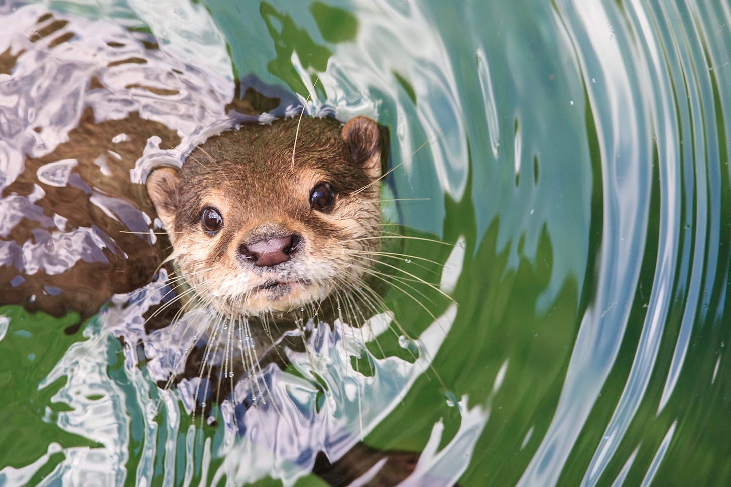Why otters are one of Britain's best-loved mammals - Land of Size
