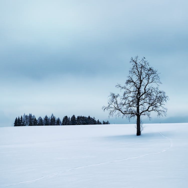 Free Tree Surrounded by Snow Stock Photo