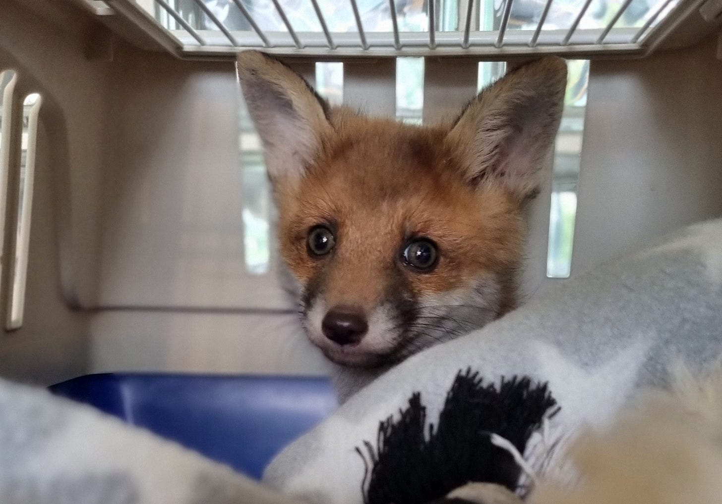 Dennis' fox
