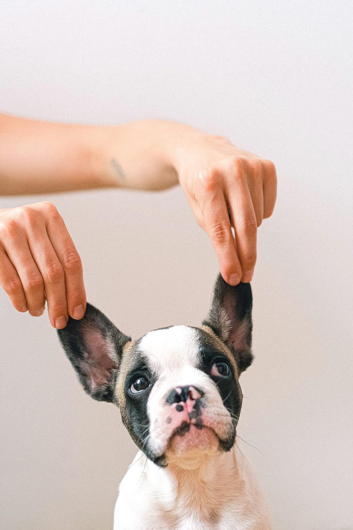 Free French Bulldog on Studio Shot Stock Photo