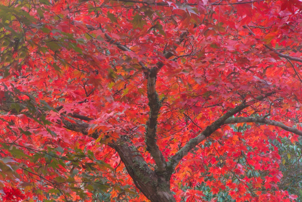 This image has an empty alt attribute; its file name is rosenstock-japan-red-tree-beauty.png