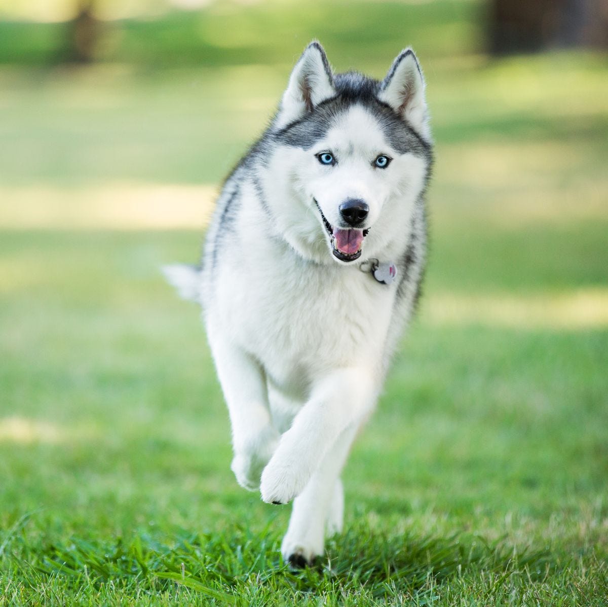 13 Wolf Dog Breeds: Siberian Husky, Northern Inuit Dog & More