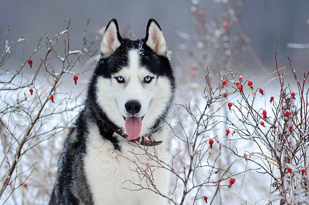 Portrait of Siberian Husky Siberian Husky dog black and white colour with blue eyes in winter blue-eyed dog stock pictures, royalty-free photos & images