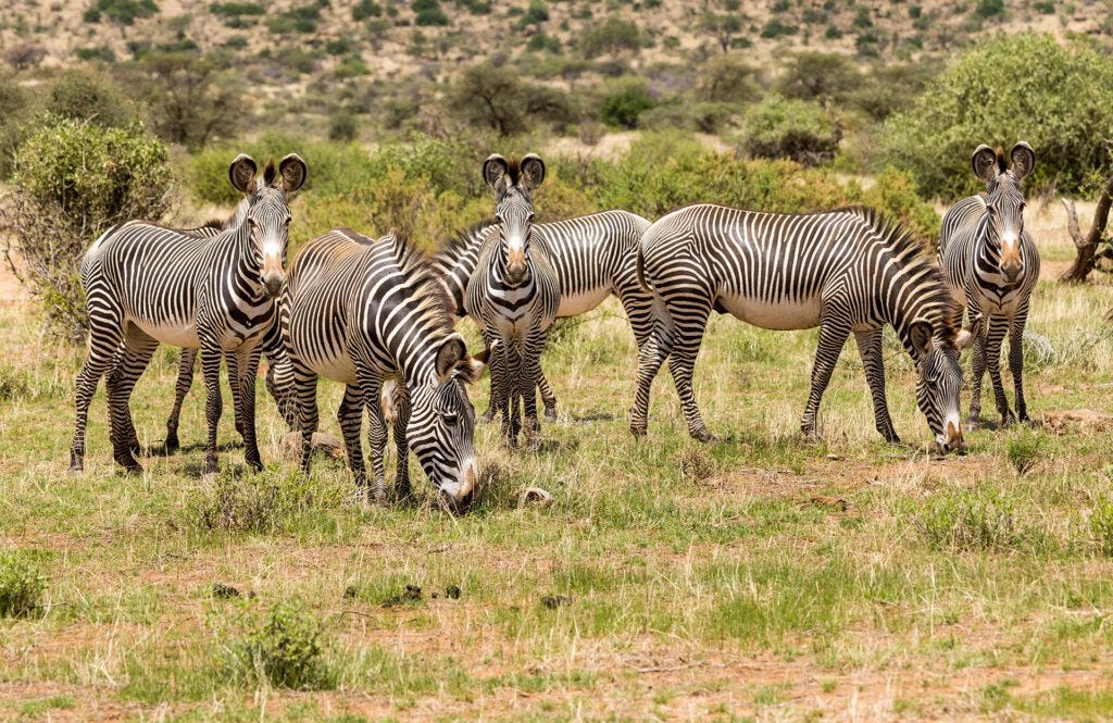 Saruni Basecamp Samburu grevys zebra