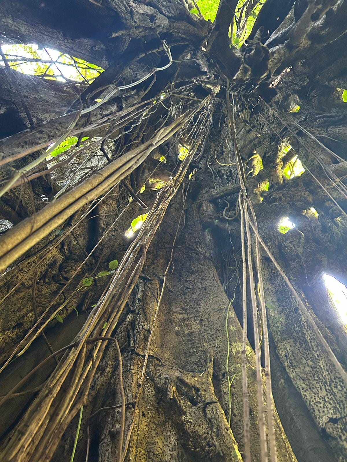 A strangler fig has overtaken its host tree in the Costa Rican jungle by hollowing it out. Its vines hang down the centre of the host and the shot looks up to the top of the tree from the inside.