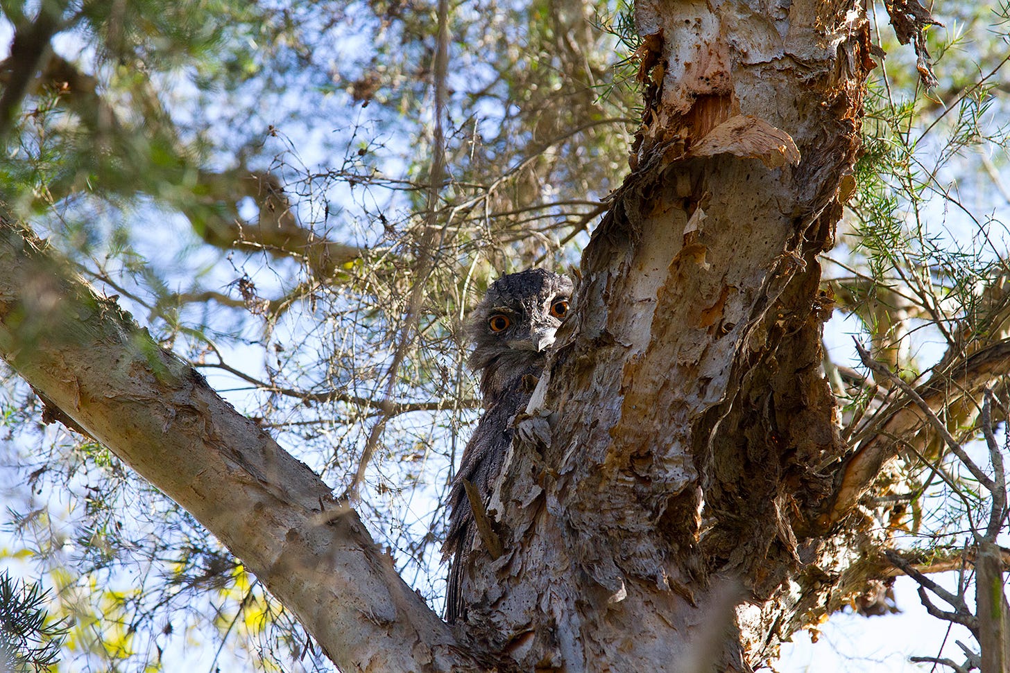 Tawny frogmouth peering out from a tree.