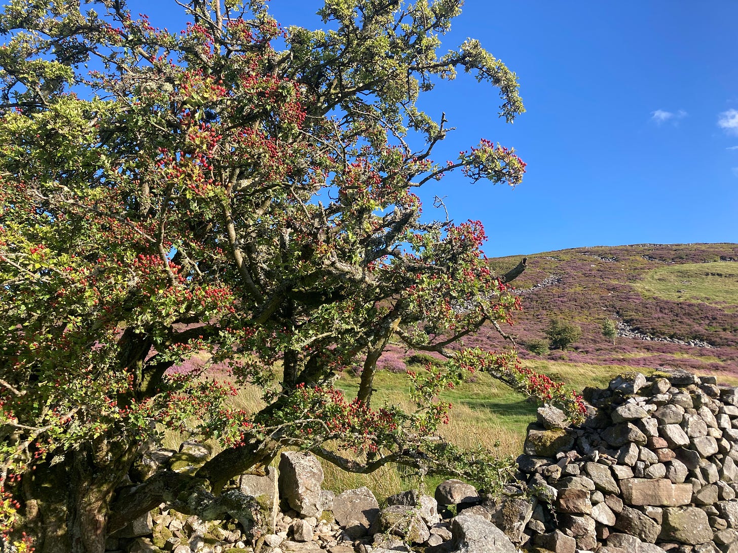 Ancient hawthorn tree in the Brecon Beacons, Wales