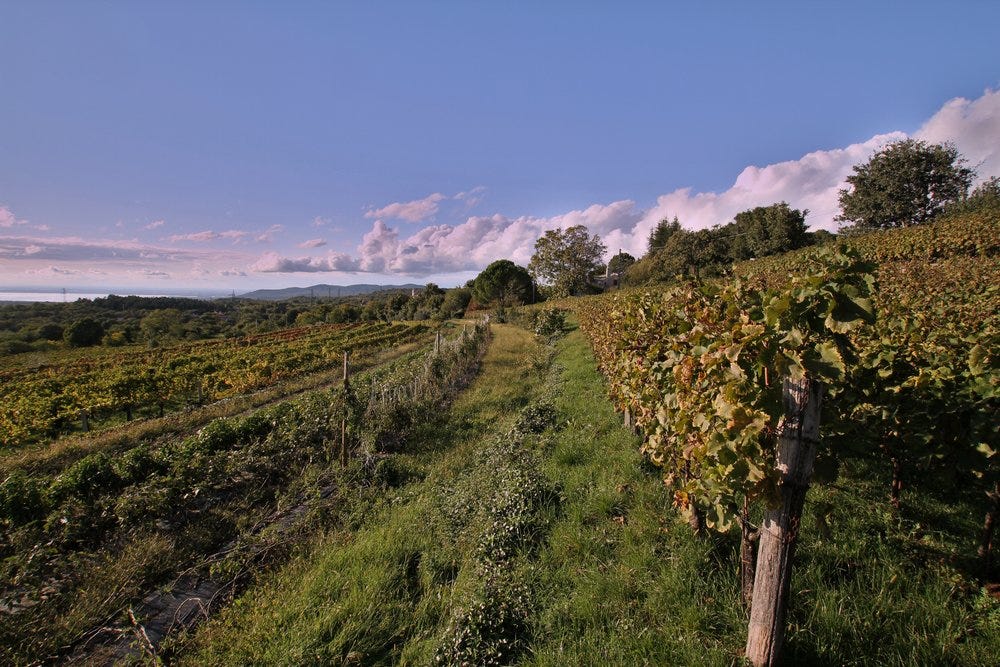 Beautiful Carso vineyards at Azienda Agricola Skerk