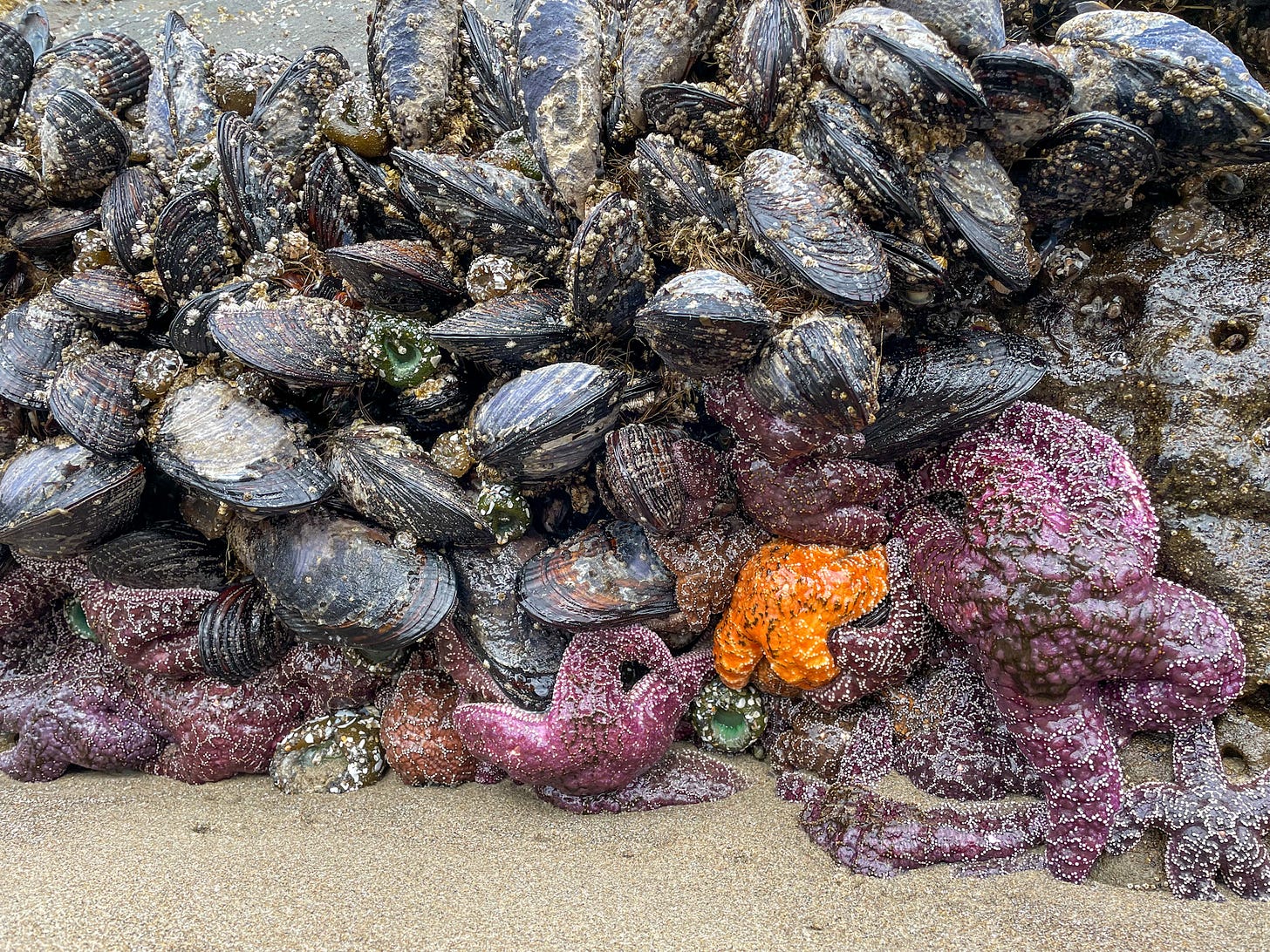 Tide pools on Cape Kiwanda
