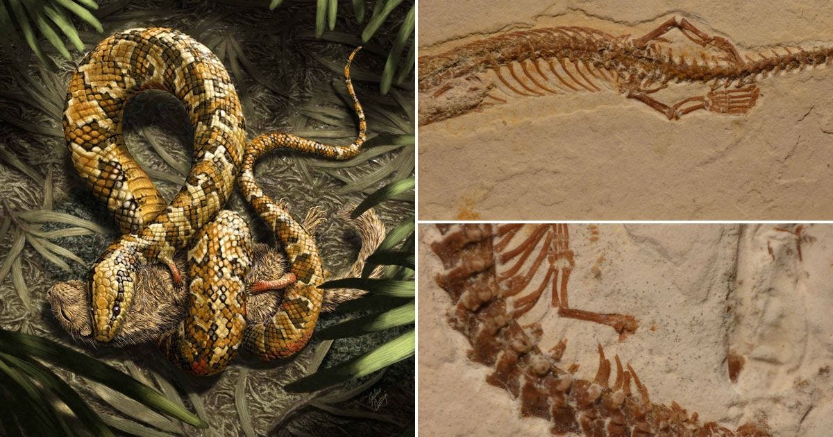 AI generated pic of four legged snake eating rat, plus 2 pix of actual fossil of 4 legged snake.