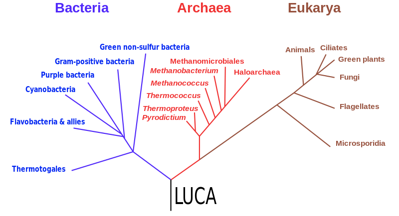 File:Phylogenetic tree of life 1990 LUCA.svg