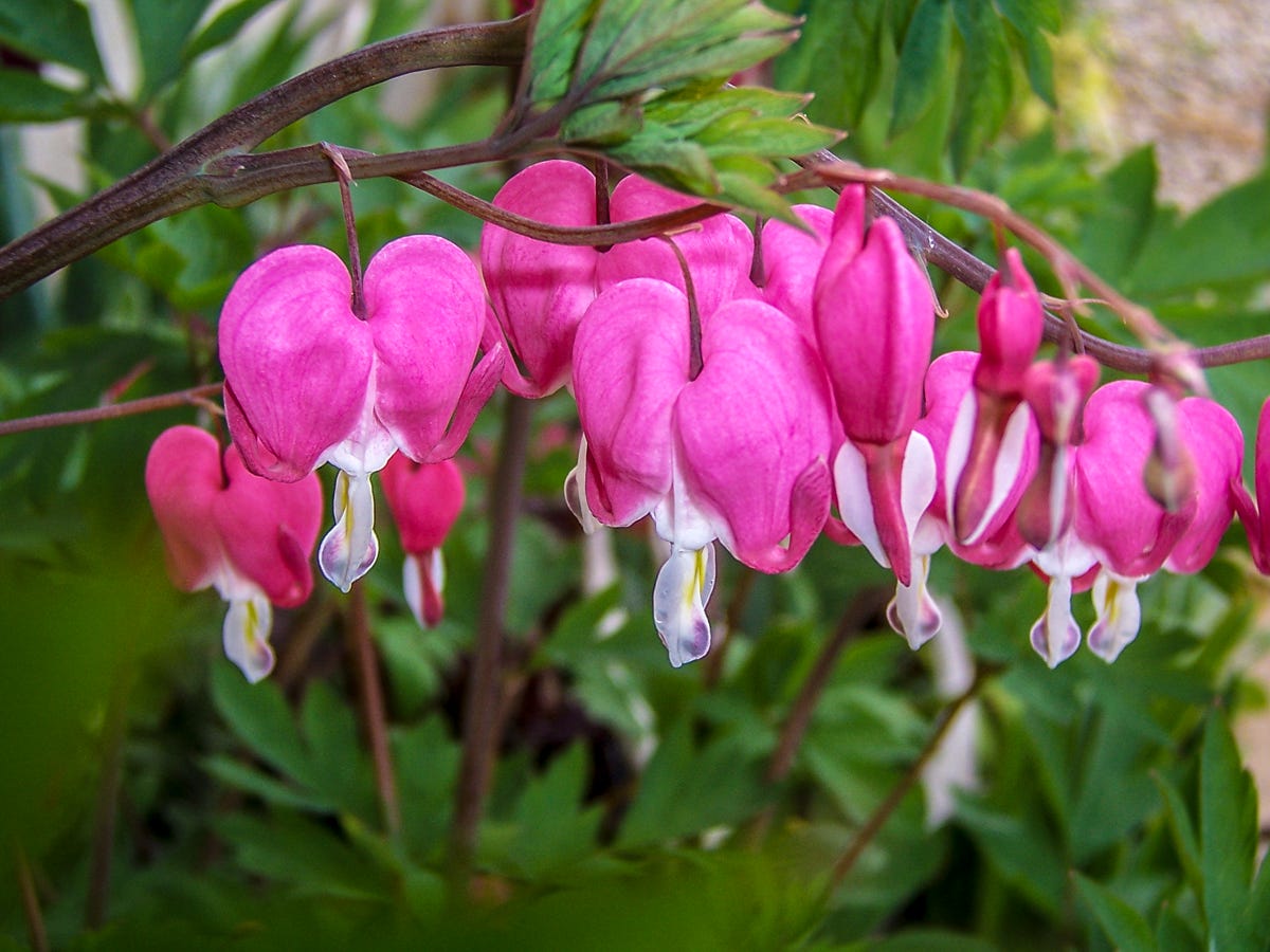 bleeding heart flowers