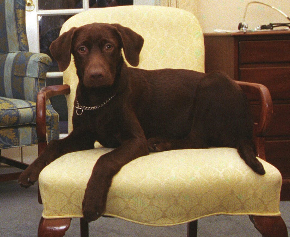 a chocolate Labrador retriever sitting on a cream-colored upholstered chair