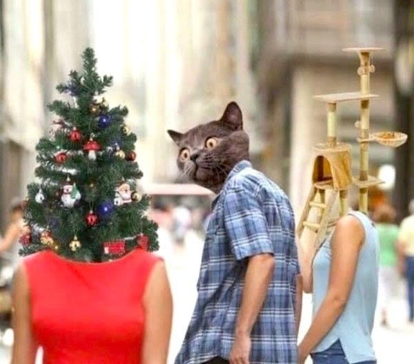 ALT text courtesy of @jdeisenberg.

“Distracted Boyfriend” meme. The boyfriend’s head is a cat’s head, the girlfriend’s head is a cat tree with several platform levels, and the “other woman’s head is a Christmas tree.