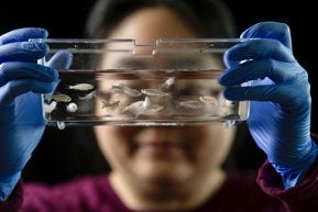A scientist holds a small tank of zebrafish in front of their face