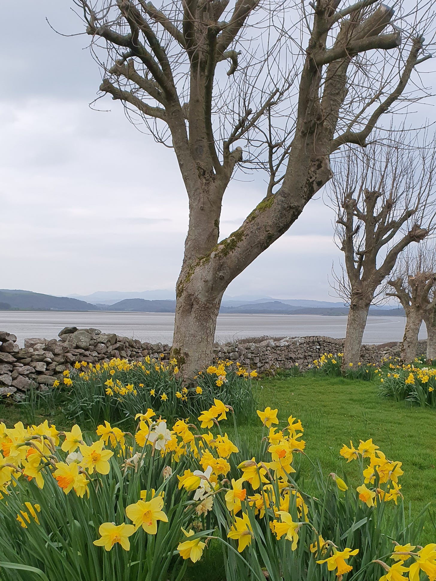 Winter sycamore trees and a dry stone wall line the edge of the Leven Estuary. The Cumbrian mountains are in the distance. The foreground is filled with daffodils.